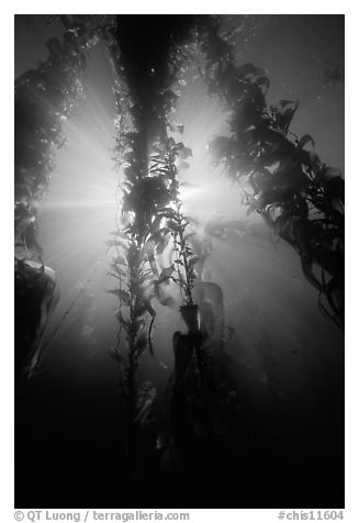 Giant Kelp and sunbeams underwater, Annacapa Marine reserve. Channel Islands National Park, California, USA.