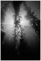 Giant Kelp and sunbeams underwater, Annacapa Marine reserve. Channel Islands National Park ( black and white)