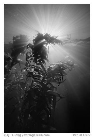 Underwater view of kelp plants with sun rays, Annacapa. Channel Islands National Park (black and white)