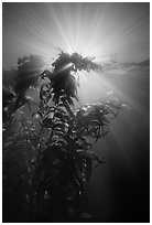 Underwater view of kelp plants with sun rays, Annacapa. Channel Islands National Park, California, USA. (black and white)