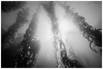 Underwater kelp bed, Annacapa Island State Marine reserve. Channel Islands National Park, California, USA. (black and white)