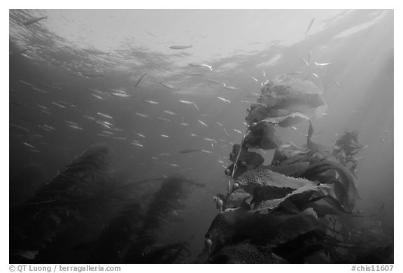 Kelp fronds and fish, Annacapa Island State Marine reserve. Channel Islands National Park, California, USA.