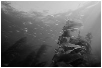 Kelp fronds and fish, Annacapa Island State Marine reserve. Channel Islands National Park, California, USA. (black and white)