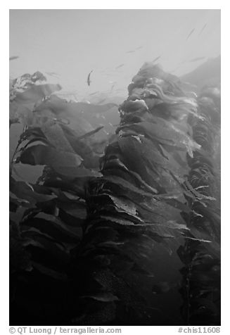 Macrocystis pyrifera (Giant Kelp), Annacapa  Marine reserve. Channel Islands National Park (black and white)