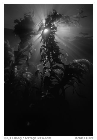 Underwater view of kelp fronds with sun beams. Channel Islands National Park (black and white)