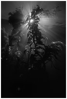 Underwater view of kelp fronds with sun beams. Channel Islands National Park, California, USA. (black and white)