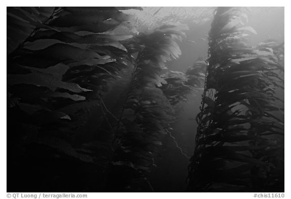 Kelp forest, Channel Islands National Marine Sanctuary. Channel Islands National Park, California, USA.