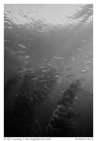 Fish and kelp, Channel Islands National Marine Sanctuary. Channel Islands National Park (black and white)