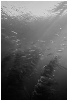 Fish and kelp, Channel Islands National Marine Sanctuary. Channel Islands National Park, California, USA. (black and white)