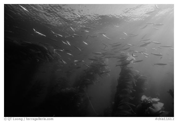 Jack mackerel school of fish in kelp forest. Channel Islands National Park (black and white)