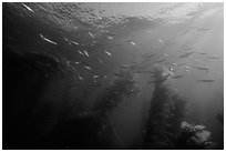 Jack mackerel school of fish in kelp forest. Channel Islands National Park, California, USA. (black and white)