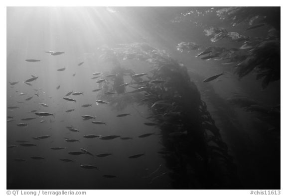 Giant kelp forest, fish, and sunrays underwater. Channel Islands National Park (black and white)
