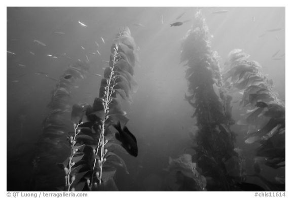 Kelp plants with pneumatocysts (air bladders). Channel Islands National Park, California, USA.