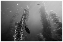 Kelp plants with pneumatocysts (air bladders). Channel Islands National Park, California, USA. (black and white)