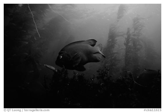 Garibaldi fish in kelp forest, Annacapa Marine reserve. Channel Islands National Park, California, USA.