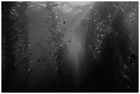 Giant Kelp underwater forest. Channel Islands National Park, California, USA. (black and white)