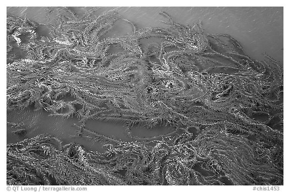 Top of underwater Kelp forest. Channel Islands National Park (black and white)