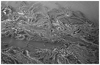 Top of underwater Kelp forest. Channel Islands National Park ( black and white)