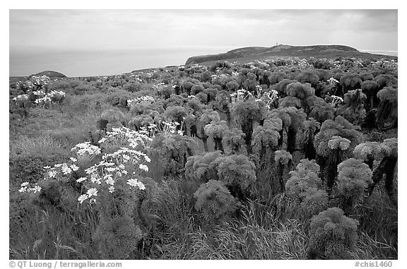 Giant Coreopsis and East Anacapa. Channel Islands National Park, California, USA.