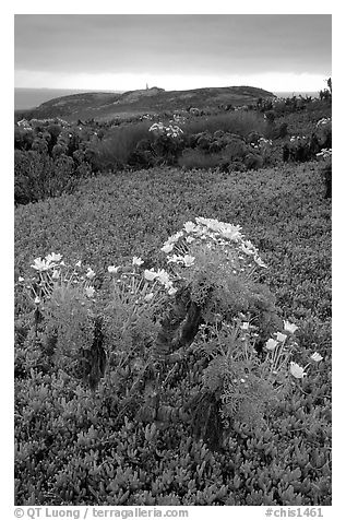 Giant Coreopsis and ice plant. Channel Islands National Park, California, USA.