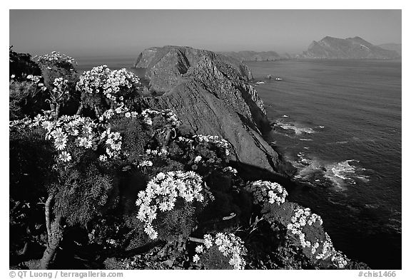 Coreopsis and island chain from Inspiration Point, morning, Anacapa. Channel Islands National Park (black and white)