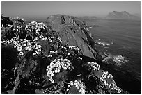 Coreopsis and island chain from Inspiration Point, morning, Anacapa. Channel Islands National Park, California, USA. (black and white)