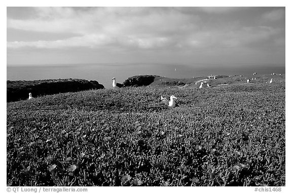 Ice plants and western seagulls, Anacapa. Channel Islands National Park, California, USA.