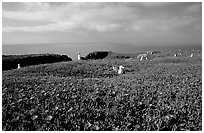 Ice plants and western seagulls, Anacapa. Channel Islands National Park, California, USA. (black and white)