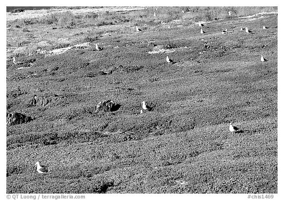 Ice plants and western seagulls, Anacapa. Channel Islands National Park, California, USA.