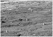 Ice plants and western seagulls, Anacapa. Channel Islands National Park, California, USA. (black and white)