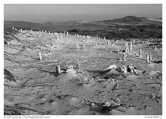 Caliche stumps, early morning, San Miguel Island. Channel Islands National Park, California, USA.