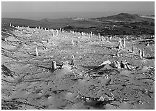 Caliche stumps, early morning, San Miguel Island. Channel Islands National Park ( black and white)