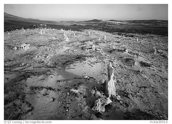 Caliche Forest, early morning, San Miguel Island. Channel Islands National Park, California, USA.