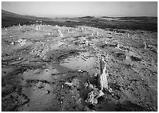 Caliche Forest, early morning, San Miguel Island. Channel Islands National Park ( black and white)