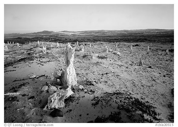 Caliche forest, San Miguel Island. Channel Islands National Park, California, USA.