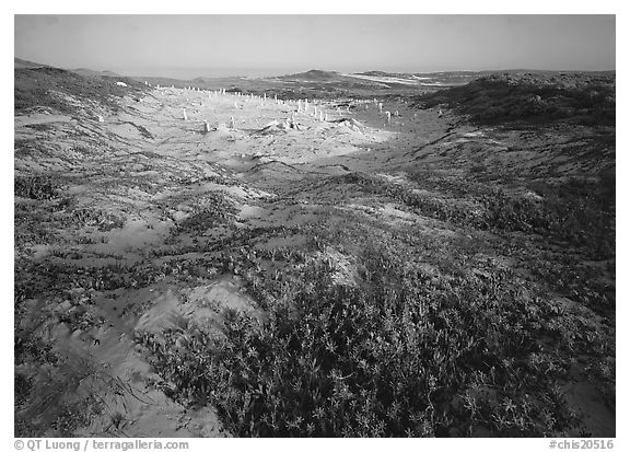 Flowers and caliche forest, early morning, San Miguel Island. Channel Islands National Park (black and white)