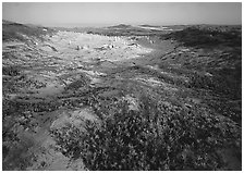 Flowers and caliche forest, early morning, San Miguel Island. Channel Islands National Park, California, USA. (black and white)