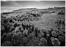 Coreopsis and iceplant carpet, East Anacapa Island. Channel Islands National Park, California, USA. (black and white)