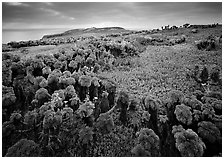 Coreopsis and iceplant carpet, East Anacapa Island. Channel Islands National Park ( black and white)