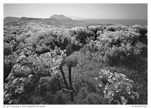 Coreopsis in bloom and Paintbrush in  spring, Anacapa Island. Channel Islands National Park (black and white)