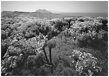 Coreopsis in bloom and Paintbrush in  spring, Anacapa Island. Channel Islands National Park, California, USA. (black and white)