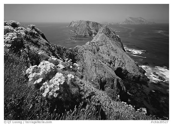 Coreopsis and chain of islands, Inspiration Point, Anacapa Island. Channel Islands National Park, California, USA.