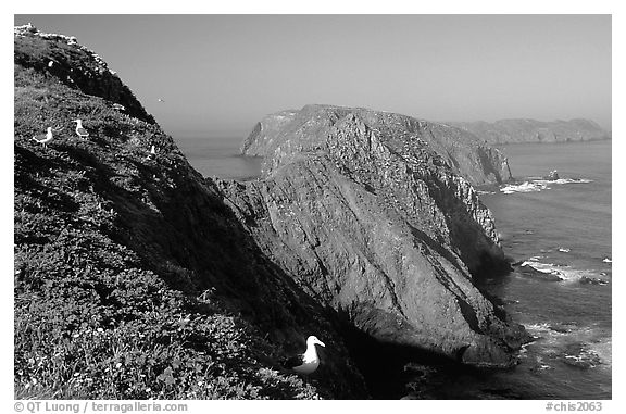 Western seagulls near Inspiration Point, morning, Anacapa. Channel Islands National Park, California, USA.