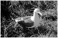 Western seagull. Channel Islands National Park, California, USA. (black and white)