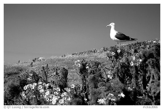 Western seagull on giant coreopsis. Channel Islands National Park, California, USA.