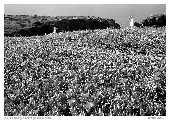 Western seagus and ice plants. Channel Islands National Park, California, USA.