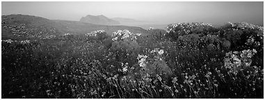 Wildflowers and early coastal mist, Anacapa Island. Channel Islands National Park (Panoramic black and white)