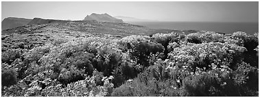 Field of Coreopsis in bloom, Anacapa Island. Channel Islands National Park (Panoramic black and white)