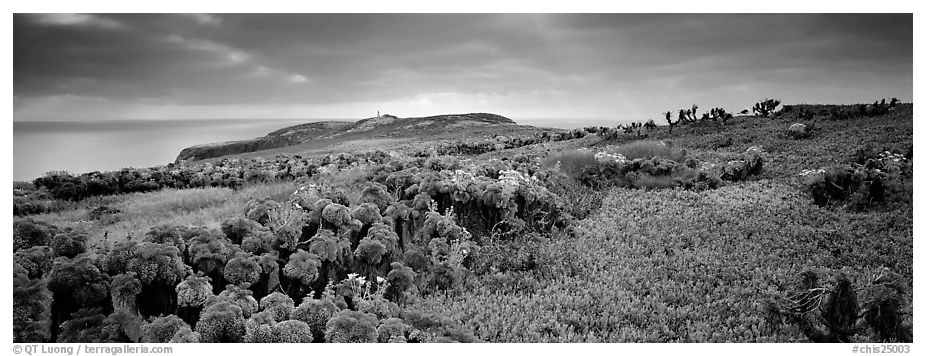 Carpet of iceplant and Coreopsis, Anacapa Island. Channel Islands National Park (black and white)