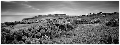 Carpet of iceplant and Coreopsis, Anacapa Island. Channel Islands National Park (Panoramic black and white)